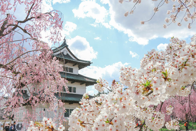 弘前市中心有2600棵櫻桃樹　欣賞四季風光