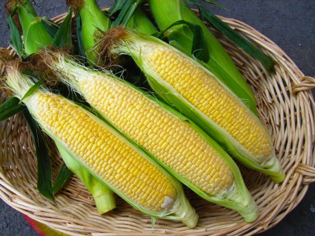 Pengambilan pemilik jagung Tsugaru "Dakekimi" bermula-penuaian bermula pada awal September