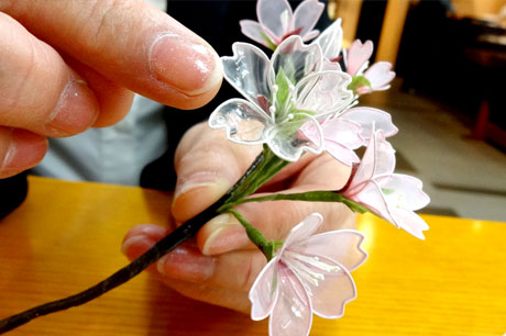 弘前的美國花卉作坊－“自己的櫻花”作為紀念品