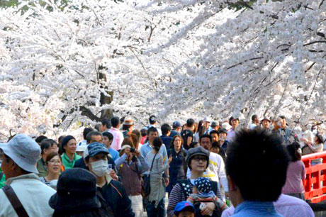 O Parque de Hirosaki está em plena floração um dia de turistas no início do fim de semana 320.000