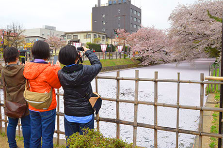 "Rakit bunga" di mana kelopak bunga sakura tersebar di seluruh, mekar penuh di parit luar Taman Hirosaki