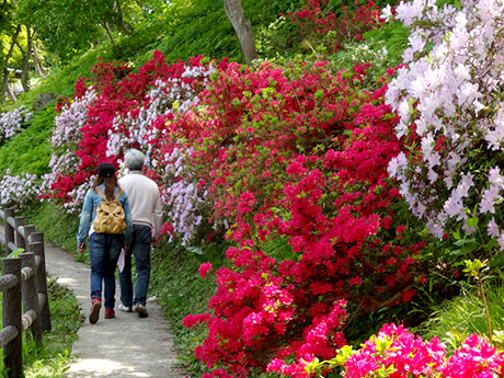 "Festival de l'azalée" organisé dans la ville d'Owani, 15 000 azalées colorées d'Aomori en pleine floraison