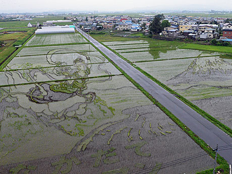 Aomori / Inakadate Village Rice Field Art Pagtingin sa Start-Rice ay patuloy na lumalaki