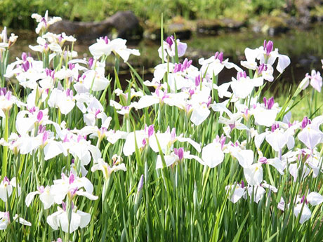 Le jardin commémoratif Fujita ouvrira gratuitement pendant une journée - Hanashobu dans le jardin est en pleine floraison