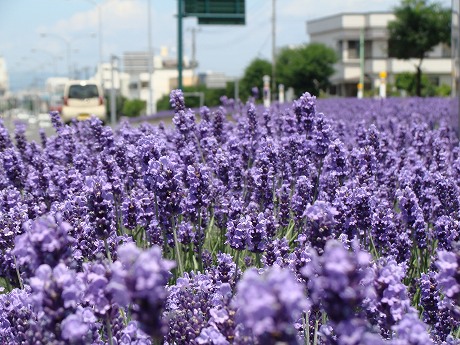 Лаванда, цветущая на дороге в Хиросаки, в полном расцвете - 22 000 долей на 3 км.