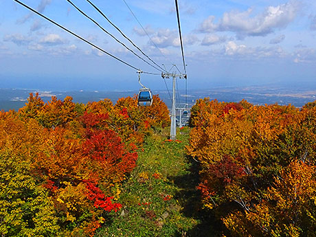 最好在纜車上欣賞秋天的落葉，欣賞青森和gas澤的磐城山的落葉
