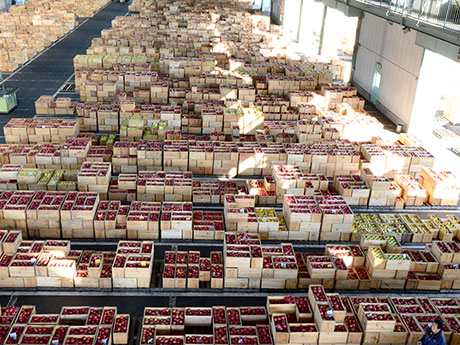 O pico de remessas de maçãs no leilão Hirosaki-Apple, mesmo nos dias em que mais de 100.000 caixas são negociadas