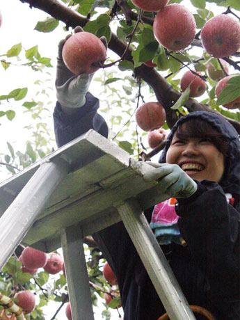 明治大学学生在青森县西目屋村体验农业支持-帮助苹果收获