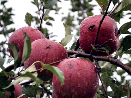 Projet "Hail kiss apple" développé à Tokyo pour évaluer la valeur des pommes endommagées par la grêle