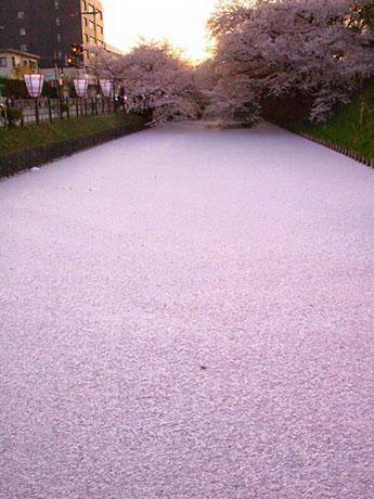 Спросите у плаката о «цветочном плоту» в парке Хиросаки, который ретвитнули более 50 000 человек.