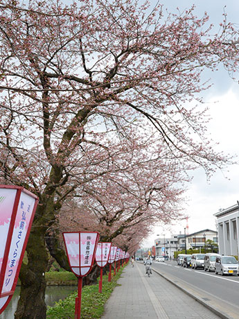 Цветущие сакуры в парке Хиросаки, зацветающие на 7 дней раньше Ожидается, что они будут цветут до начала фестиваля сакуры.