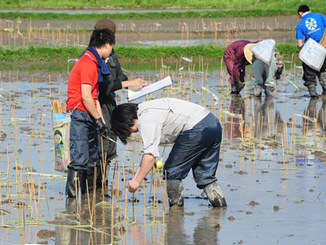 Arte de campo de arroz en Aomori, detrás de escena de los cuatro procesos de producción de "Star Wars" este año
