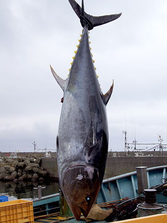 Компания Aomori Fisheries представила 1 шоу по разборке в рамках деловой поездки в рамках кампании по натуральному голубому тунцу