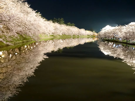 弘前公园的“倒置樱花”在2015年上半年排名第一