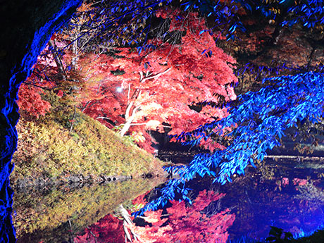 تم الحديث عن أوراق الخريف لمنتزه هيروساكي على أنها تغريدة "ماكاي" يورو-تشارا "أبل كاندي مان"