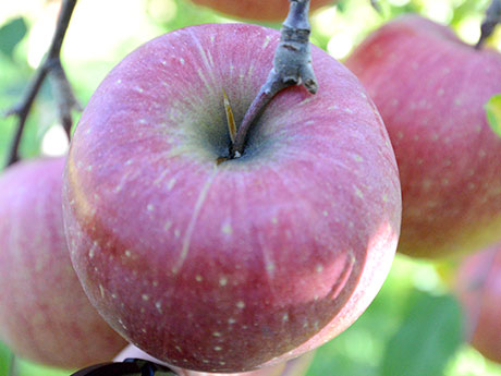 المنتجون الشباب لبيع "التفاح المكسور" على موقع طلب البريد MUJI