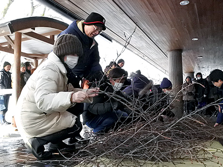 Раздача обрезанных ветвей сакуры в парке Хиросаки 200 местных жителей перед началом весны