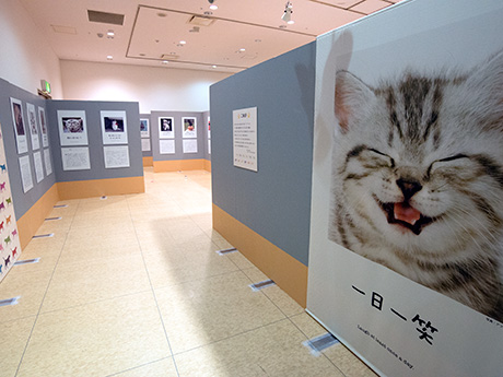 在弘前，“生命就是尼安！”首次在東北舉行，展出了77隻貓