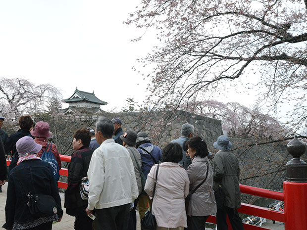 히로사키 공원의 벚꽃 개화 시작 바깥 해자의 만개 예상일은 22 일