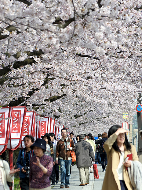 ซากุระในสวนฮิโรซากิบานสะพรั่งในโซโตโบริสวนนี้จะบานเต็มที่ในวันพรุ่งนี้