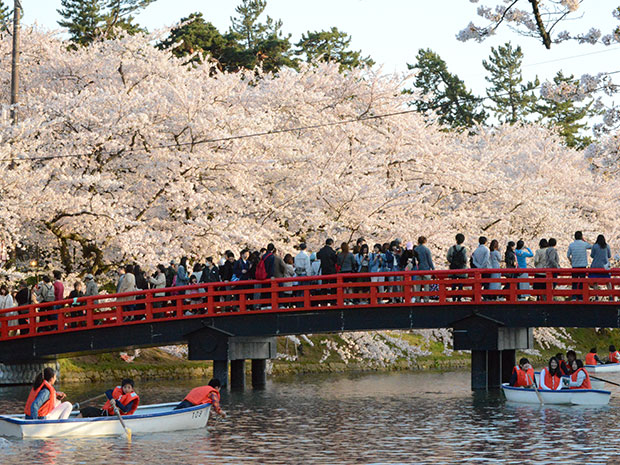히로사키 벚꽃 축제, 만개의 개막 주말 인파 65 만명