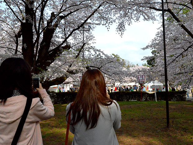 Cabang bunga sakura "berbentuk hati" di Taman Hirosaki Tempat yang popular untuk wanita muda