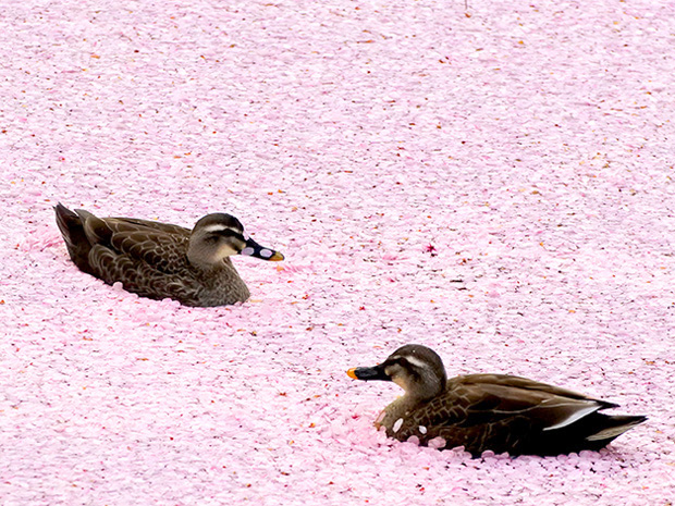 A aparência de um pato nadando na superfície da água rosa na melhor época para ver a "jangada de flores" no Parque de Hirosaki