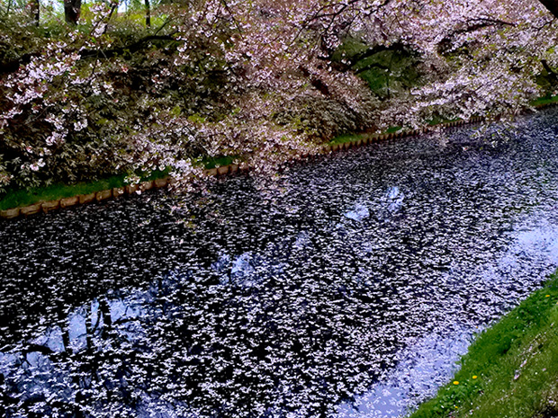 Le radeau de fleurs du parc Hirosaki est en pleine floraison La division des espaces verts du parc ferme la porte d'inondation et réessaye