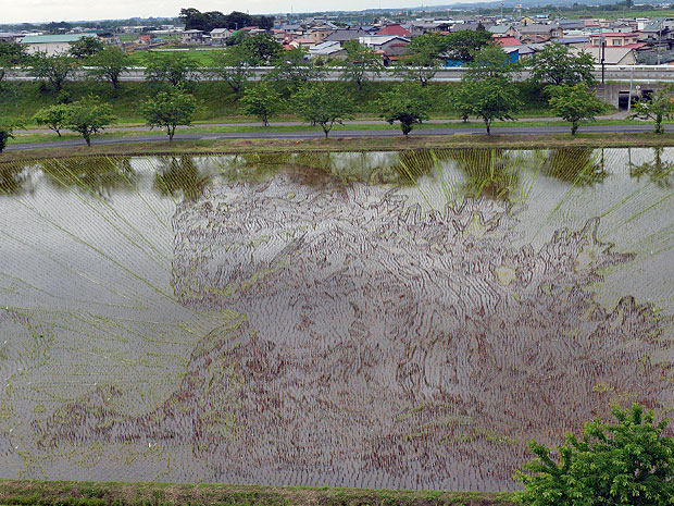 Premier dévoilement de la conception artistique des rizières "Shin Godzilla" dans le village d'Inakadate, Aomori