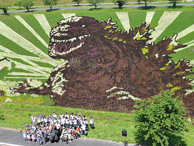 "Shin Godzilla" dalam seni sawah Aomori Inakadate Godzilla lebih besar daripada ukuran sebenarnya, mekar penuh