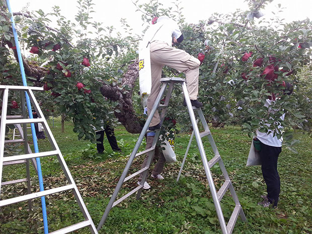 “飞女巫”粉丝们在弘前市的一个苹果农场体验采摘鲜花的过程
