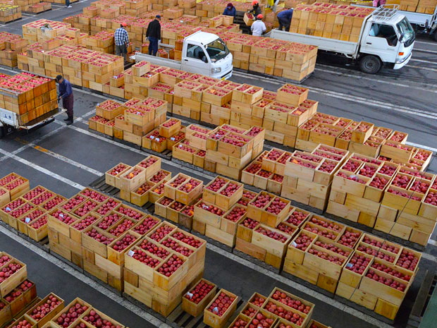 히로사키에서 "후지"출하 성수기 시장에 빨간 사과 늘어선