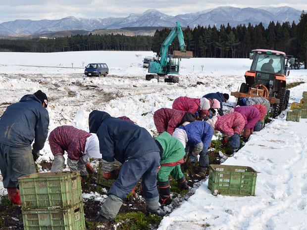 Cenoura da marca Aomori "Fukaura snow carrot" colhida sob a neve