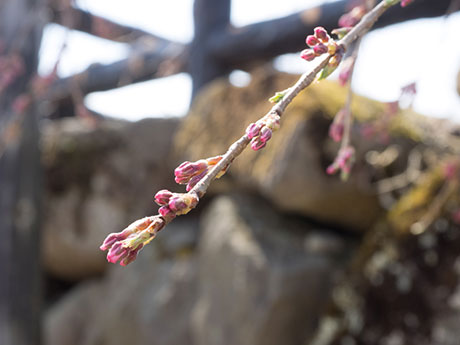 Цветение сакуры в парке Хиросаки, пятый прогноз цветения объявлен на день раньше, чем в прошлый раз