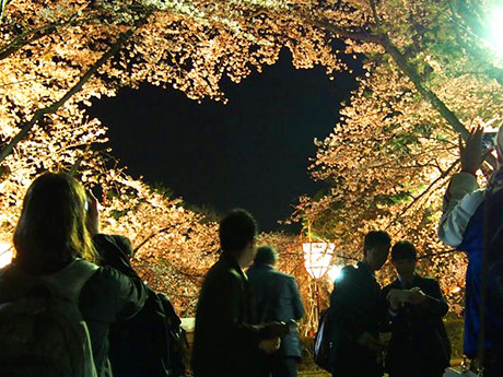 Скрытое место в парке Хиросаки в форме сердца также будет популярно среди посетителей, желающих полюбоваться цветением сакуры.