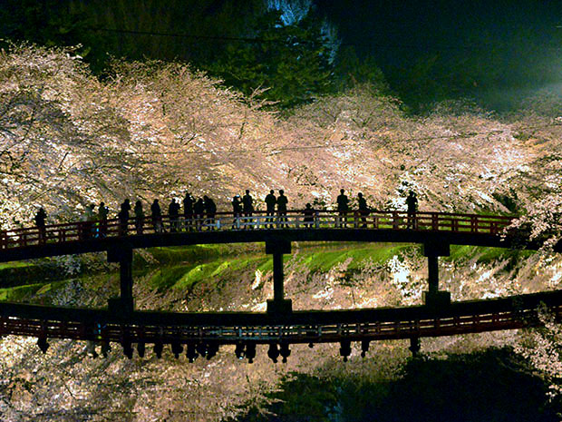 Вишневое дерево Ёсино "№1 Японии" в парке Хиросаки в полном расцвете. В этом году освещение продлено на 1 час.