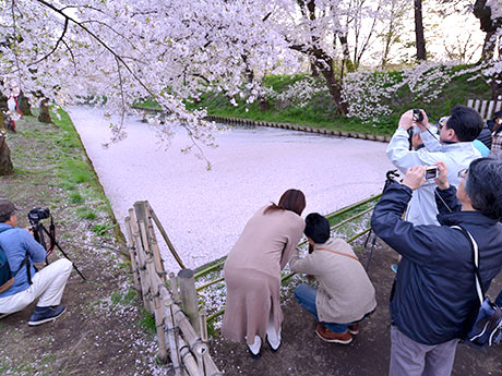 La "balsa de flores" de Hirosaki Park está en plena floración. Se abren 3 bancos de Sotobori, lo que lo convierte en un nuevo y popular lugar de tiro.