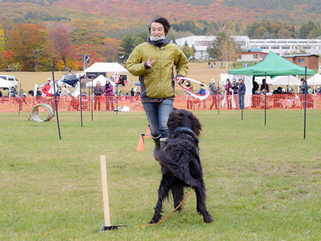 Untuk tujuan meningkatkan adab dan latihan pemilik festival anjing di Hirosaki