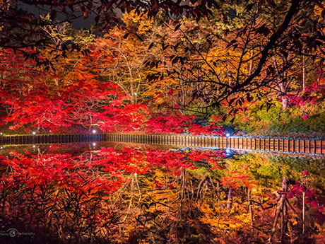 Những chiếc lá mùa thu được thắp sáng ở Công viên Hirosaki.