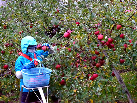 在青森县和弘前市收获苹果本季收获期最后一次喷出