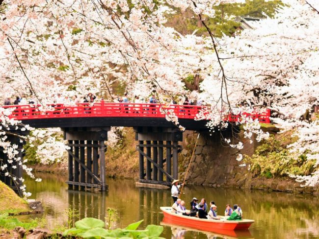 弘前公园樱花盛开，预测开花今年比平常提前一天