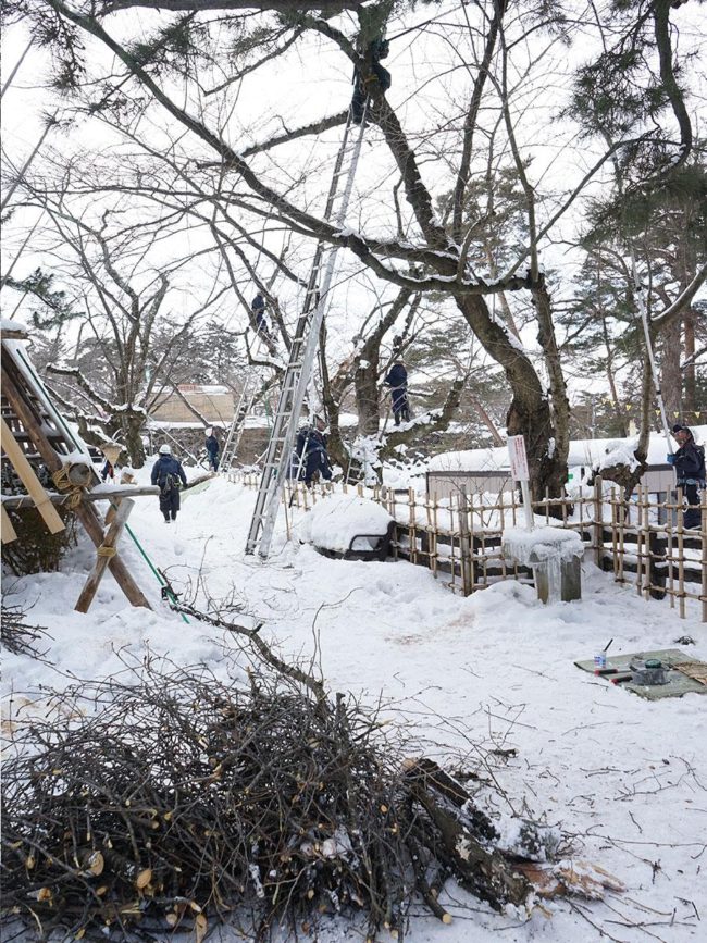 弘前公園開始修剪櫻花樹