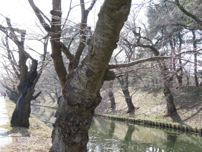 히로사키시가 히로사키 공원의 벚꽃 개화 예상 발표 평년보다 5 일 이전 발표보다 2 일 빨리