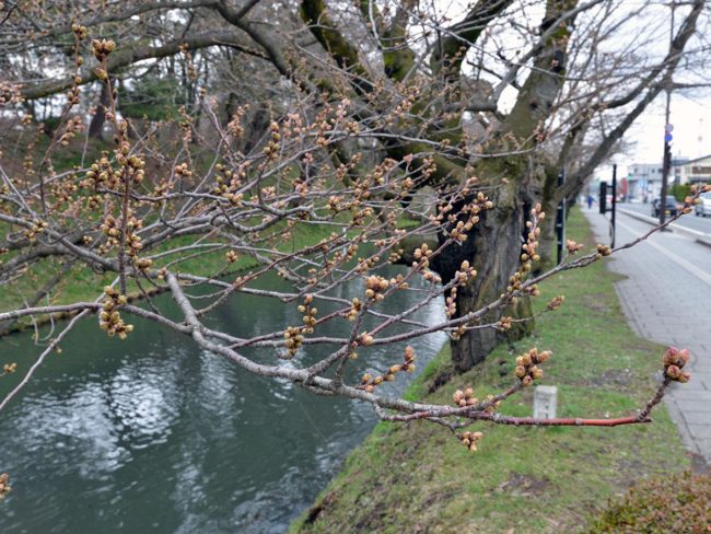 히로사키시가 4 번째 벚꽃의 개화 예보 추위의 영향으로 2 일 지연
