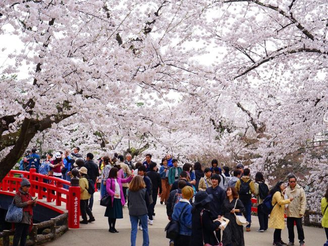 Las flores de cerezo en Hirosaki Park están en plena floración 3 días después de que la floración sea la más rápida en Tailandia.