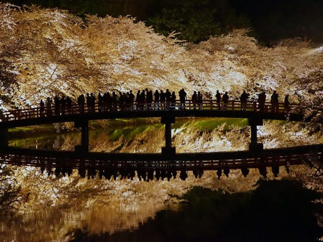 Muchas voces en movimiento ante la fantástica iluminación de los cerezos en flor reflejada en la superficie del agua en el Parque Hirosaki