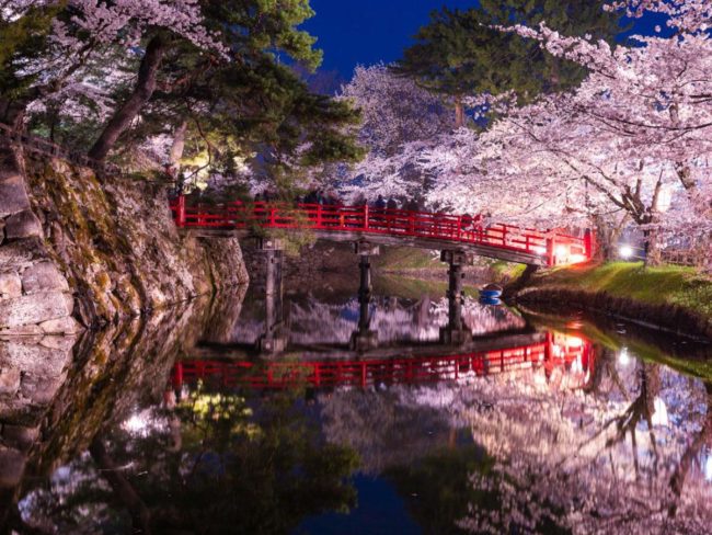 As flores de cerejeira de Hirosaki são comentadas online "Mundo, aqui são as flores de cerejeira de Hirosaki."