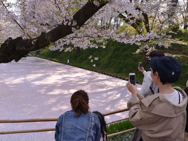 히로사키 공원에 분홍색 수면, 벚꽃 카펫 "花筏"오리가 헤엄 치는 모습도