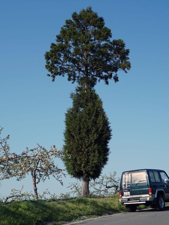 "Un arbre préoccupant" "de nouvelles espèces" "une technologie de greffage avancée" dans la plantation de pommiers d'Aomori, la vérité est