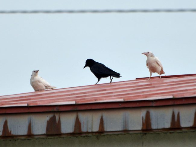 在青森縣和霞關發現了一系列白烏鴉